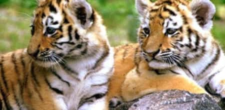 India -Wildlife Tours in request
