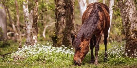 39% off - New Forest stay with breakfast & gin tasting