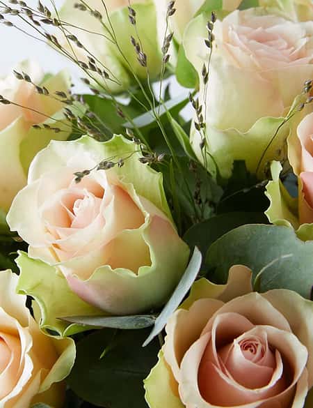 Save £10 on selected flowers and plants