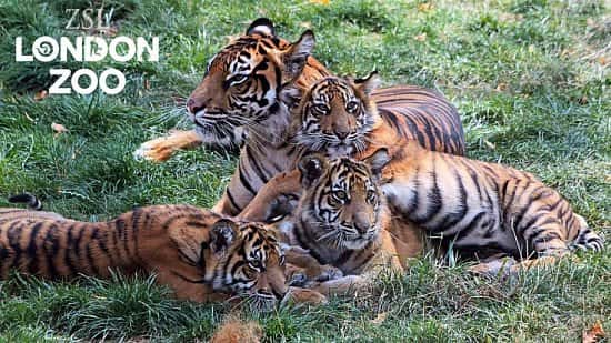 Fast Track Tickets to London Zoo for ONLY £66 for a family of 4!