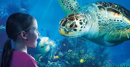 SAVE 24% on SEA LIFE Aquarium London Tickets!