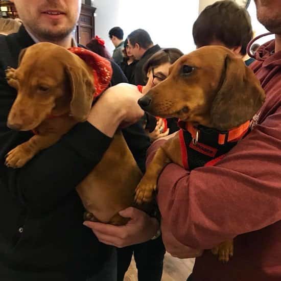 Just a few of the gorgeous dogs we’ve had here at Sobar for the Dachshund Cafe!