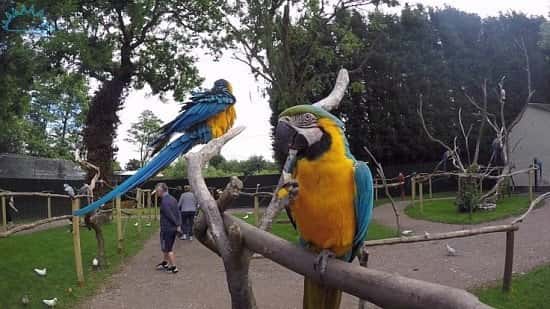 A Child's entry is just £5.25 all season round! Come and say HI to our wonderful birds!