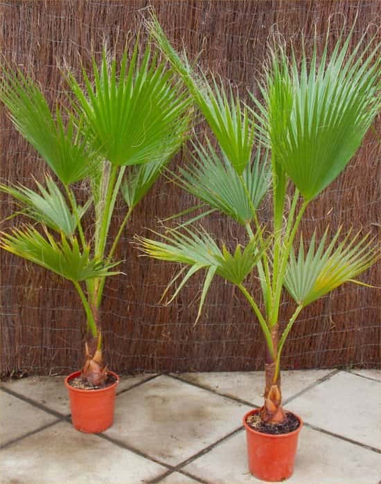 SPECIAL DEAL - £30 OFF this Mexican Fan Palm!