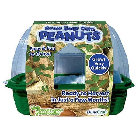 SALE - GROW YOUR OWN PEANUTS!