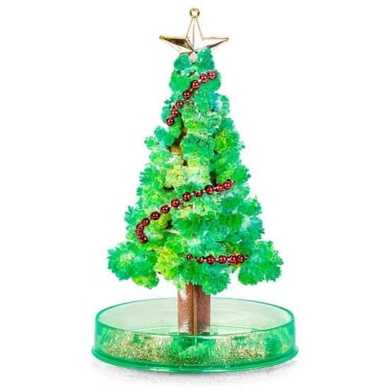 Grow your own Christmas Tree - Only £4!