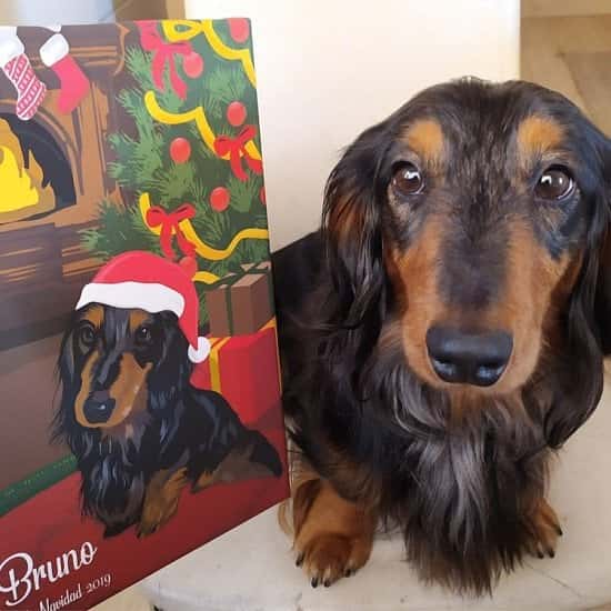 20% Special Discount! - Christmas Pet Portrait Canvas (Don't wait for the competition)