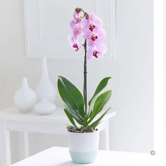 Get our Pink Phalaenopsis Orchid - £22.99!