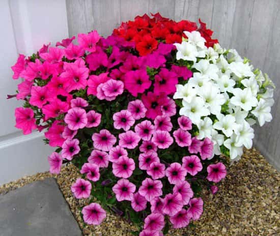 Petunia Surfinia Large Flowered Plants - Mixed - £7.99