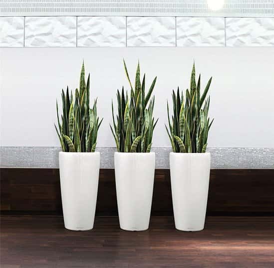 Variegated Snake Plants - Sansevieria - Pack of THREE- £39.99