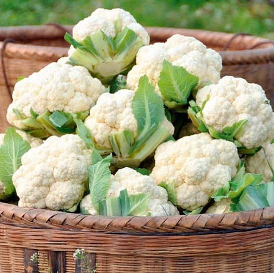Cauliflower Plants - Late Summer Continuity Collection: £8.99!