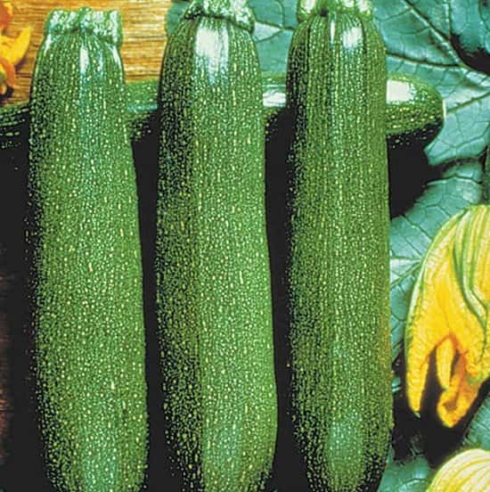 Get Gardening - Courgette Plants for just £6.99!