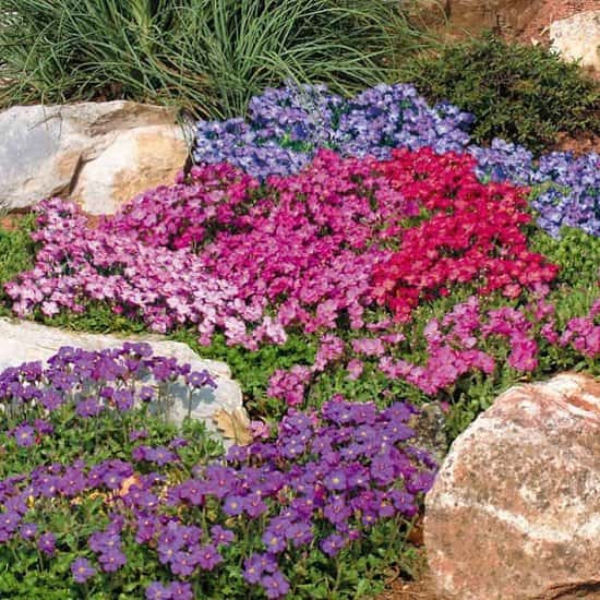 June Flowers to Plant - Aubrieta Seeds - Spring Charm Mixed £1.99!