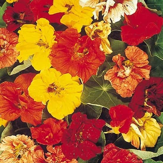 June Flowers to Plant - Nasturtium Seeds - Trailblazer £2.49!