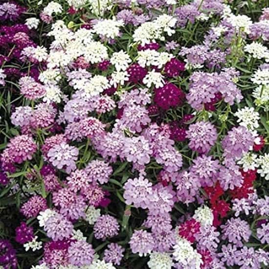 June Flowers to Plant - Candytuft Seeds - Candycane Mixed £1.99!