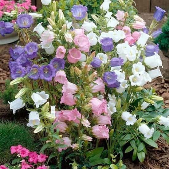 June Flowers to Plant - Canterbury Bell Seeds - Cup and Saucer Mixed, £1.99!