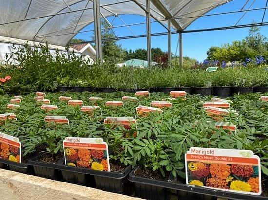 Marigold 6 packs & 1L perennials back in stock 🌼🌸