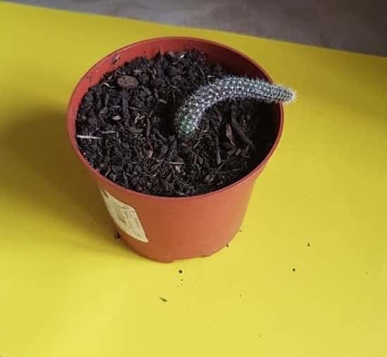 Peanut  cactus