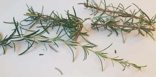 Fresh Cut To Order Organically Grown Aromatic Rosemary Herb