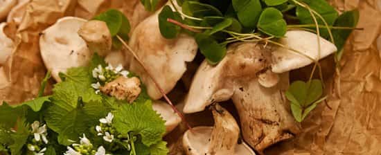 Spring Foraging Course