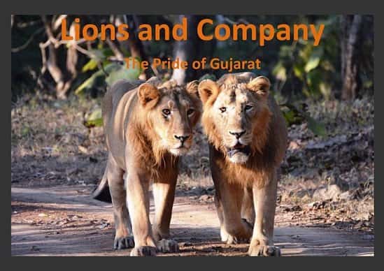 Lions and Company - The Pride of Gujarat