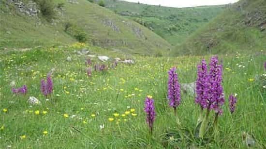 Lecture: The Fabulous Flora of the Peak District - Peter Machan