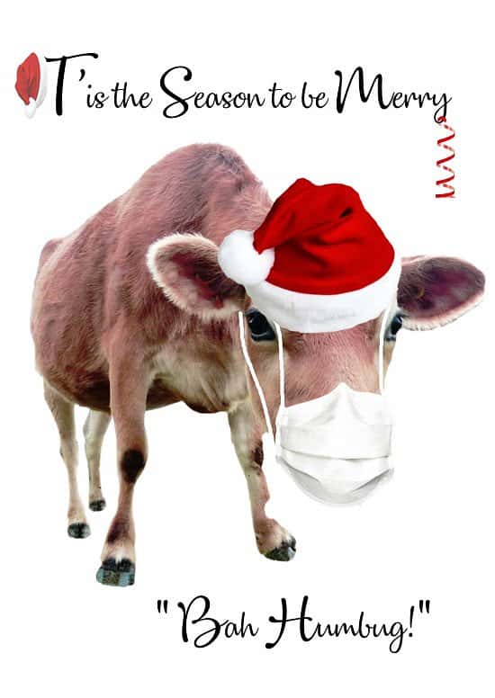 Christmas Cow Greetings cards - at cost price to get you into the Christmas Spirit