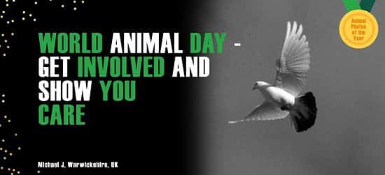 Why celebrate World Animal Day? Click here!