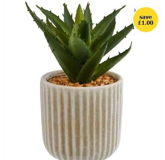 Home Accessories Sale - Wilko Succulent in Ceramic Pot Cream!