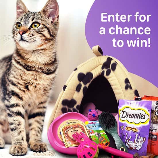 WIN the Ultimate Cat Hamper full of tasty treats and toys