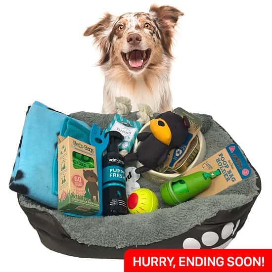 WIN the Ultimate Puppy Bed Hamper Snizl Ltd Free Competition