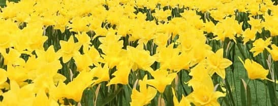 Marie Curie Great Daffodil Appeal 2018