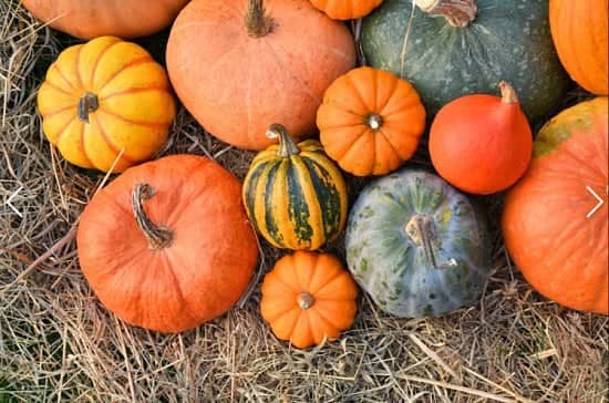 Join us for our pumpkin festival!