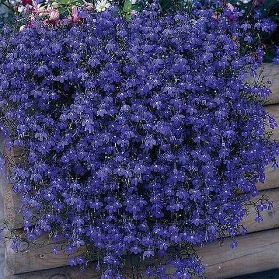 Lobelia 'Monsoon' - £9.99