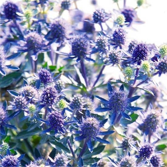 Eryngium planum - Eryingium - Blue Sea Holly- £7.99