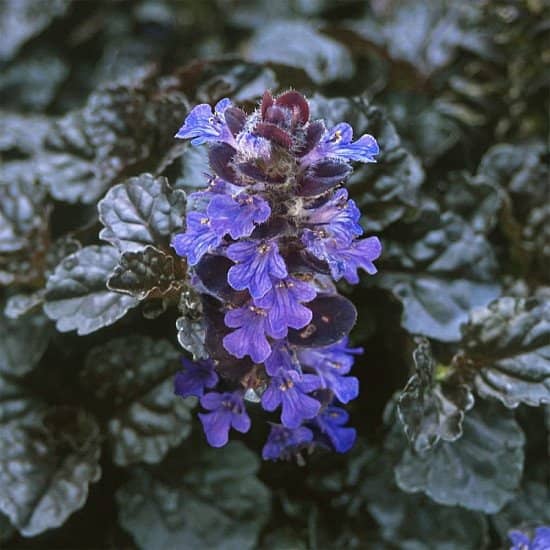 Flowers for Small Gardens