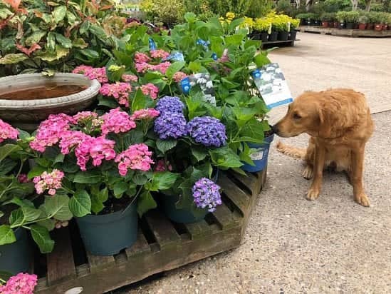Our lovely Holly admiring all our beautiful shrubs we have in stock at the moment 🥰🧡
