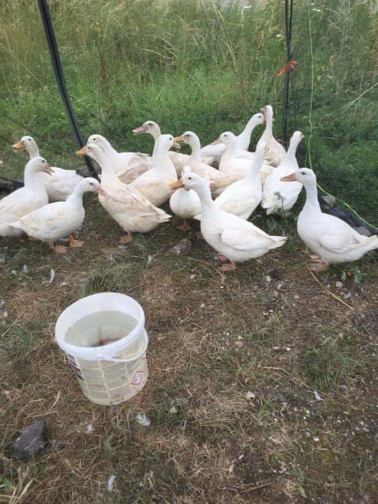 Duck Rehome