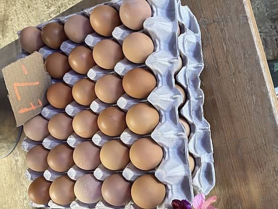 Amazing fresh free range eggs