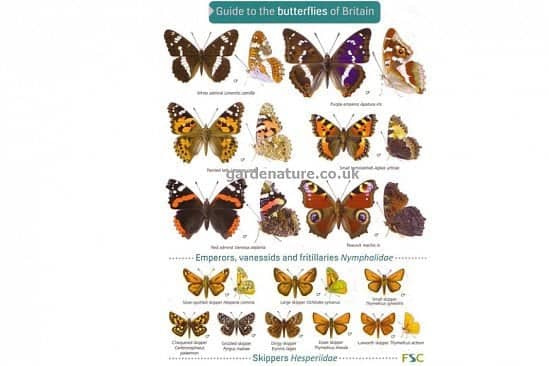 It's nearly Spring, connect with nature - Guide to Butterflies of Britain - £4.00!