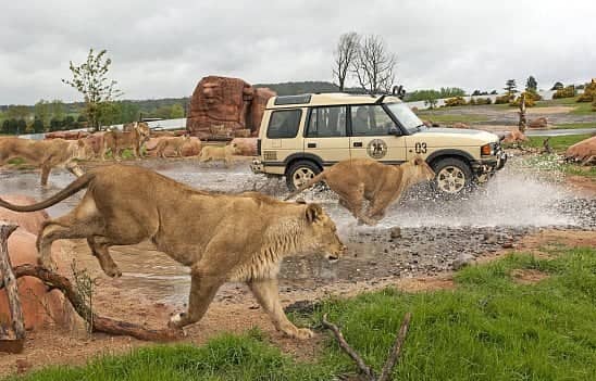 Up to 30% off at West Midland Safari Park with a £1 Kids Pass Trial!