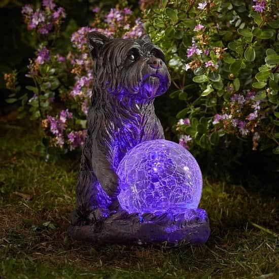 Solar Mystic Dog