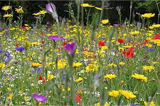 Bees & Butterflies Wildflower Seed Mix