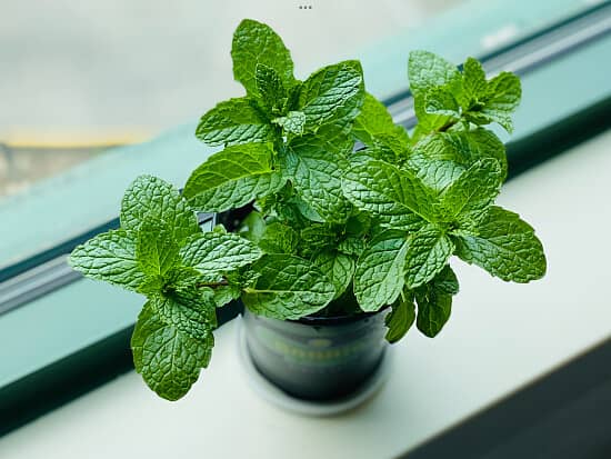 50 X Dog biscuit breath freshener parsley spearmint activated charcoal buy 2 bags get 1 bag free