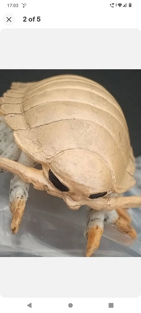 Isopod Model