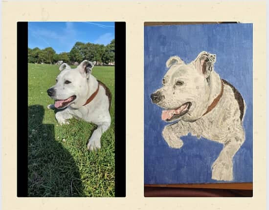 Pet Portraits on canvas