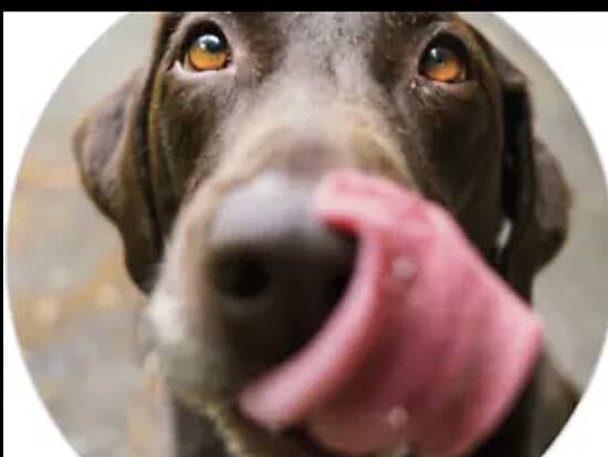 30 Dog biscuits Grain free Lambs Liver Gravy Bones buy 2 get 1 FREE