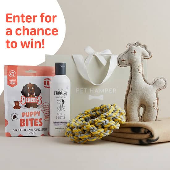WIN this Luxury Original Dog Hamper
