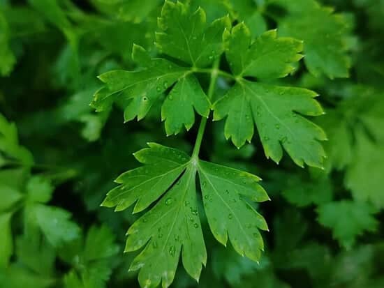 50 dog breath freshener biscuits buy 2 bags get 1 bag complimentary