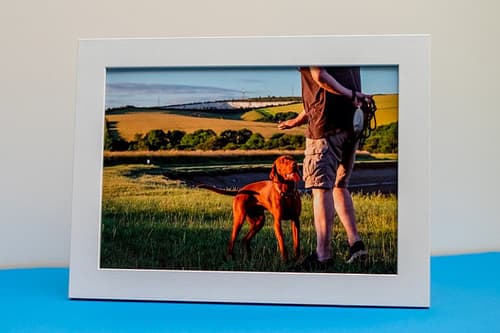 33% Off Dog Photography!